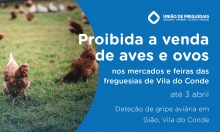 Detetado foco de Gripe das Aves, em Gião, Vila do Conde